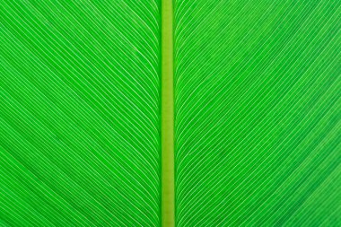 Yeşil yaprak dokusu arkaplanını kapat