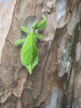 Ağaçtaki Yeşil Yaprak Böceği