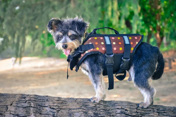 ビーチでライフジャケットを着た犬 — ストック写真