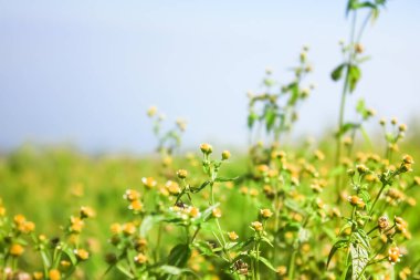 Bahçedeki küçük beyaz çimen çiçeği. arkaplan dokusu