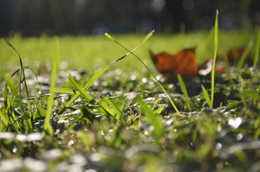 Bulanık yeşil çimenlerin ve kuru akçaağaç yaprağının arka planında, güneş ışığında yeşil çimenler.