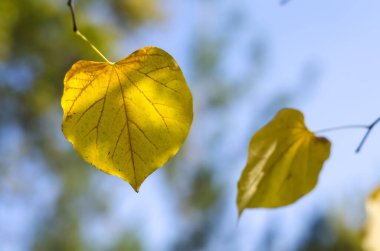 Sonbahar sarı ağaç yaprağı güneş ışığında mavi bir arka planda