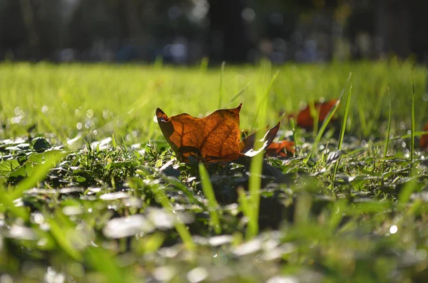 Feuille Érable Sèche Sur Herbe Verte Soleil — Photo