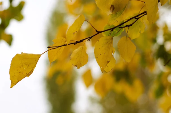 Árvore Galho Com Folhas Amarelas Outono — Fotografia de Stock