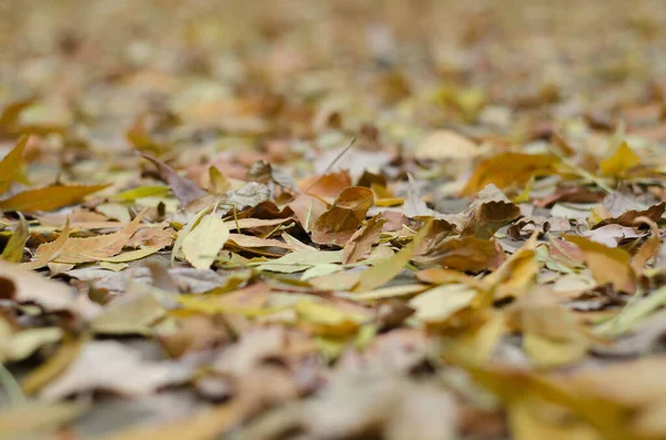 秋天干枯的树叶在道路上密密麻麻 背景模糊 — 图库照片