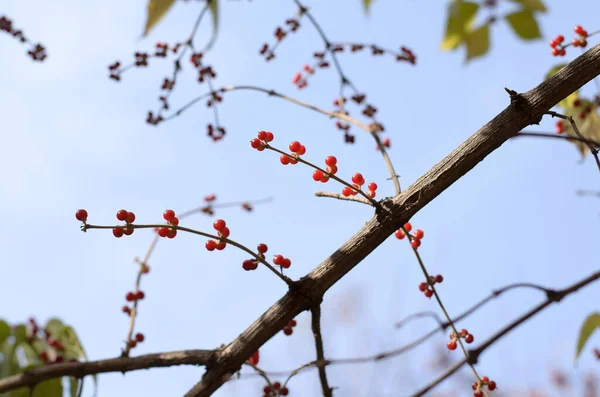 Die Roten Beeren Von Zwerggeißblatt Vor Blauem Himmel — Stockfoto