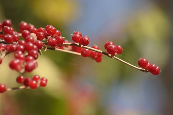 Herbst Rote Lonicera Xylosteum Beeren Auf Verschwommenem Hintergrund — Stockfoto