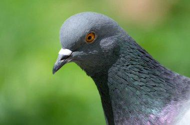 Güvercin başı, bulanık yeşil bir arkaplanda, güneş ışığında yaklaş.