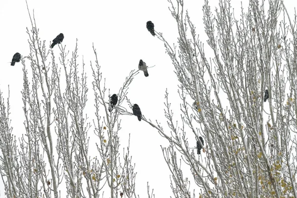 Black birds sit on tree branches in winter, tree branches are covered with snow