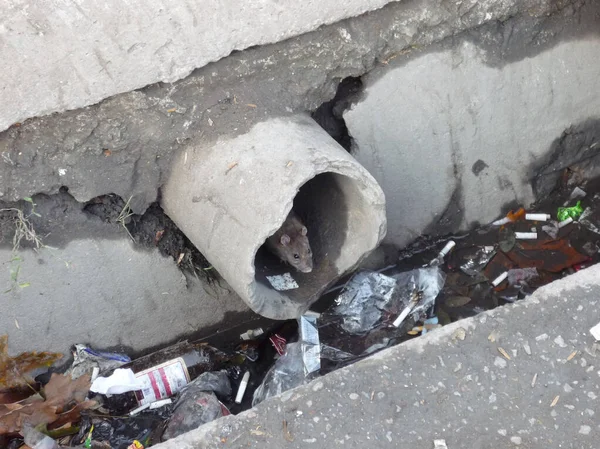 Rato Olha Para Fora Cachimbo Uma Vala Suja Entre Lixo Imagem De Stock
