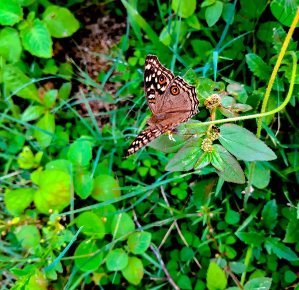 Бабочка Сидящая Столом Разноцветная Бабочка — стоковое фото