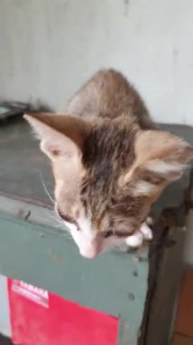 Kedi geliyor. Kedi eve dönüyor. Kedi masadan iniyor..