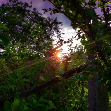 Ağaç ve güneş ışığı Hindistan 'da. Ağaç ve güneş ışınları sabah gökyüzünde..