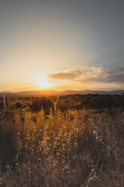 Sonbaharda kırsal alanda günbatımı manzarası. Turuncu ve sarı egemenlik.