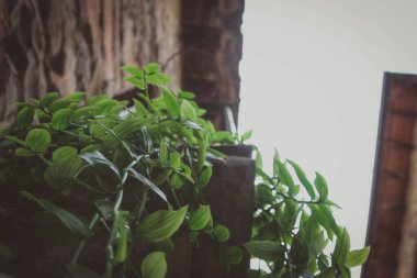 Ainsa köyünün aşağısındaki teraslardaki bitkiler. Yeşil ve pembe çiçekler.