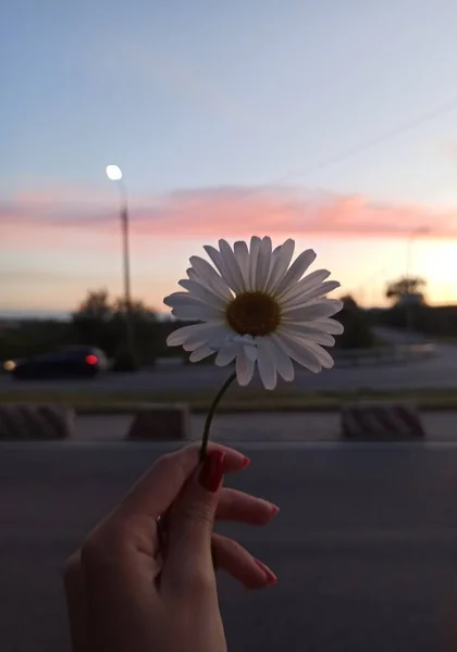 Blumen Und Sonnenuntergang Auf Der Straße — Stockfoto