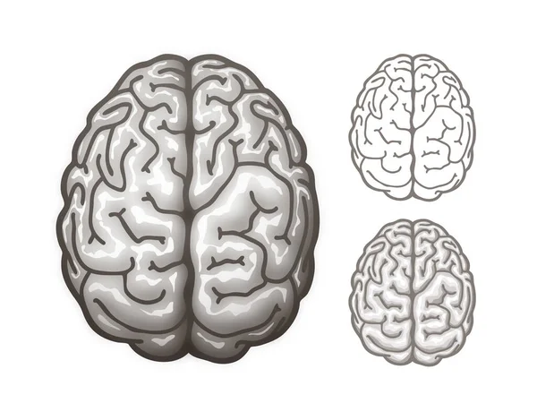 Menschliches Gehirn Ansicht Von Oben Eps10 Rgb Eine Globale Farbe — Stockvektor