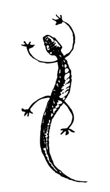 Gecko. Siyah ve beyaz vektör çizimi. - RGB. Genel renk