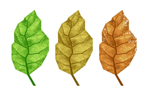 Τρία Διανυσματικά Φύλλα Καπνού Φλέβες Eps8 Rgb Παγκόσμια Χρώματα — Διανυσματικό Αρχείο