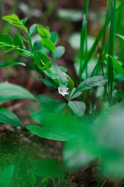 Harika ve alışılmadık çiçekler, yaz doğasının renkleri.