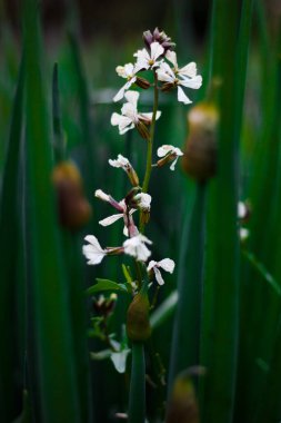 Harika ve alışılmadık çiçekler, yaz doğasının renkleri.