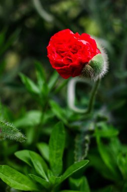 Yaz çiçekleri, güneşli ve parlak çiçek manzaraları