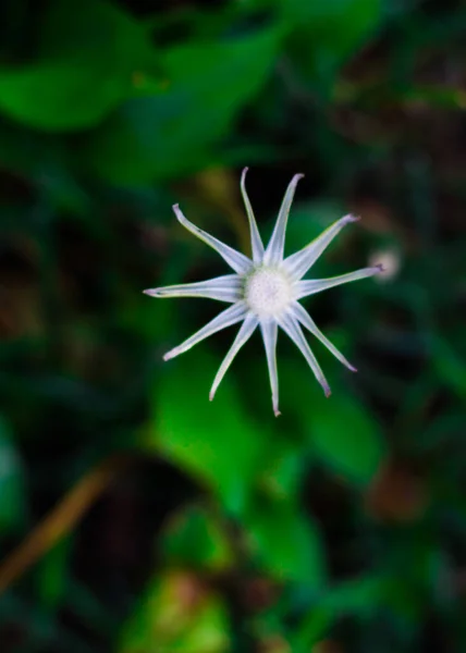 Eine Wunderbare Löwenzahnblüte Verschiedenen Stadien Der Blüte — Stockfoto