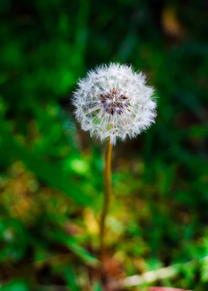 Floare Minunată Păpădie Diferite Etape Înflorire — Fotografie, imagine de stoc
