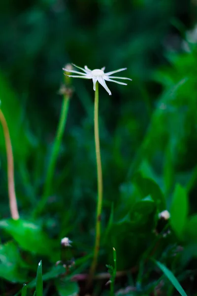 Une Merveilleuse Fleur Pissenlit Différents Stades Floraison — Photo