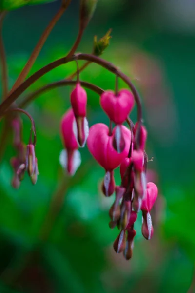 Fleurs Merveilleuses Insolites Couleurs Nature Estivale — Photo