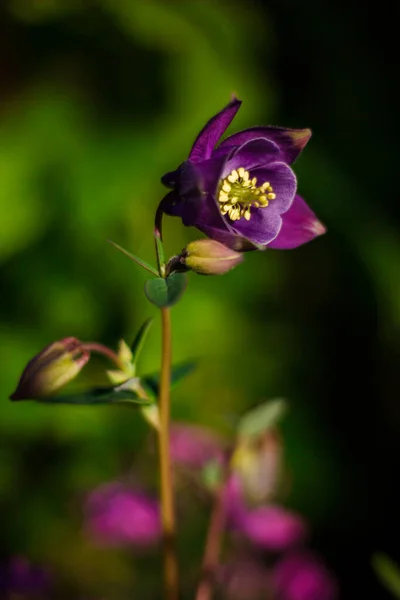 Fleurs Merveilleuses Insolites Couleurs Nature Estivale — Photo