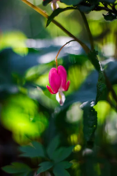 Fleurs Merveilleuses Insolites Couleurs Nature Estivale — Photo