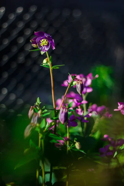 Fleurs Été Vue Sur Les Fleurs Ensoleillées Lumineuses — Photo