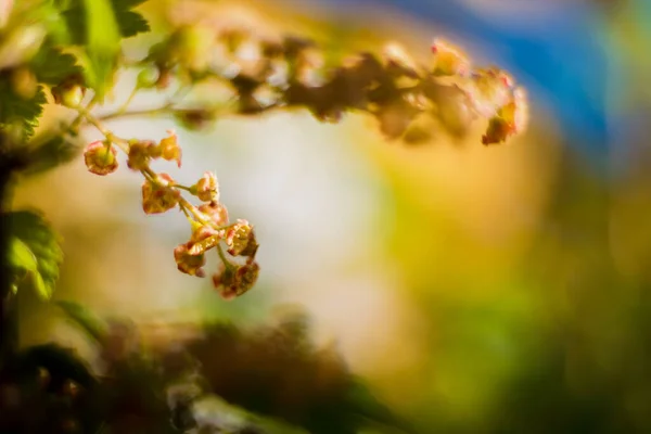 Fleurs Été Vue Sur Les Fleurs Ensoleillées Lumineuses — Photo