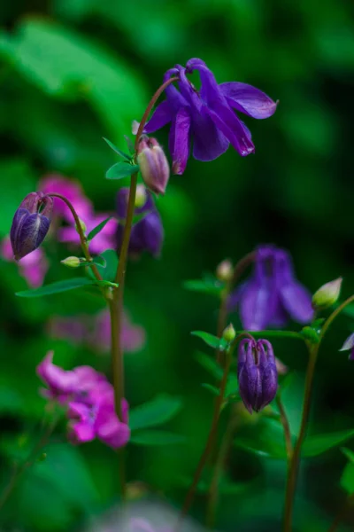 Fleurs Été Vue Sur Les Fleurs Ensoleillées Lumineuses — Photo