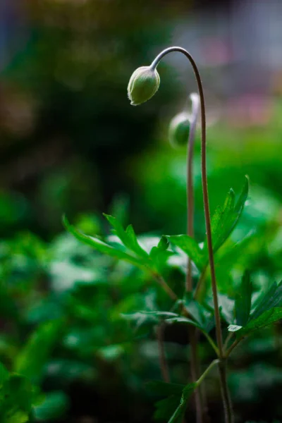 Fleurs Été Vue Sur Les Fleurs Ensoleillées Lumineuses — Photo