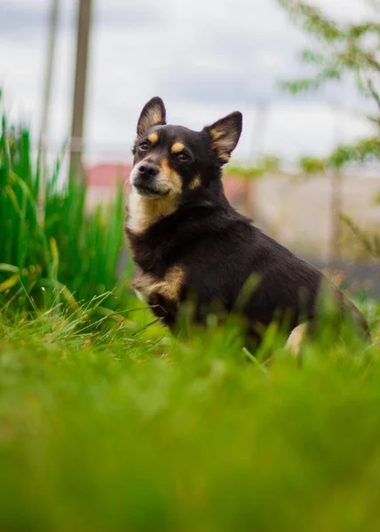 Venye Amigos Homem Animais Cães Beleza Mundo Animal — Fotografia de Stock