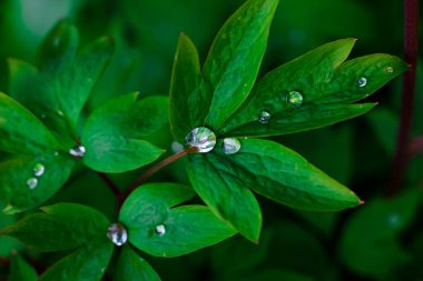 Güzel yeşil bitkilerin üzerine alışılmadık yağmur damlaları yaz yeşili