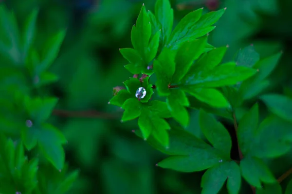 Unusual Raindrops Beautiful Green Plants Summer Green — Stock Photo, Image