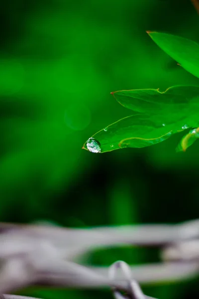 Szokatlan Esőcseppek Gyönyörű Zöld Növények Nyári Zöld — Stock Fotó
