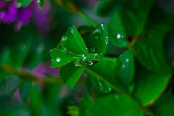 Необычные Капли Дождя Красивые Зеленые Растения Летняя Зеленая — стоковое фото