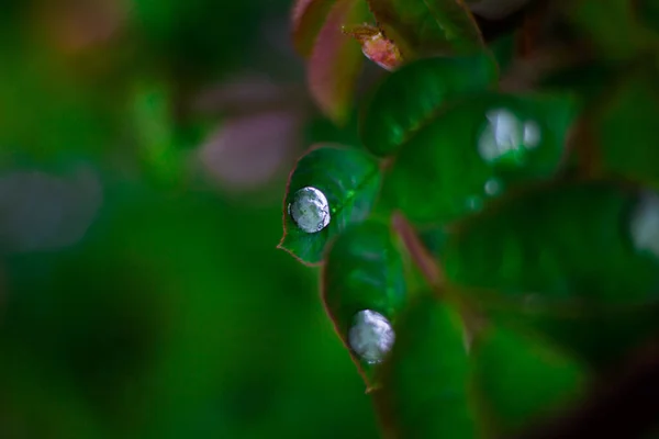 Gotas Lluvia Inusuales Hermosas Plantas Verdes Verde Verano — Foto de Stock