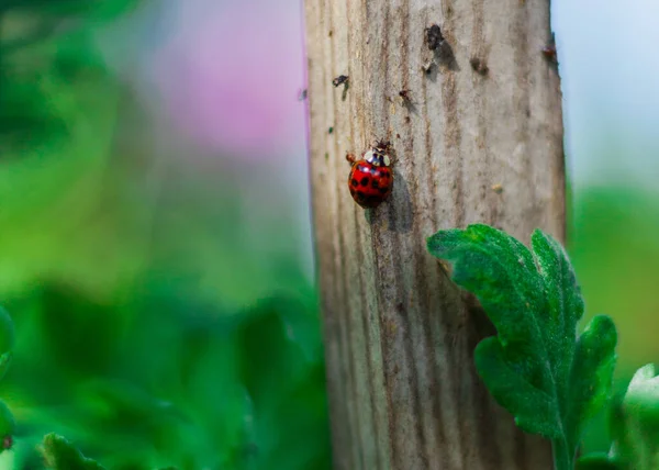 Insects Ladybugs Summer Nature Sun — Stock Photo, Image