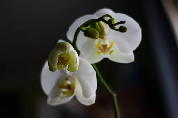Orchidée Blanche Est Une Plante Intérieur Dans Vase Séparément — Photo