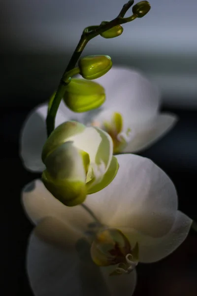 Orchidée Blanche Est Une Plante Intérieur Dans Vase Séparément — Photo