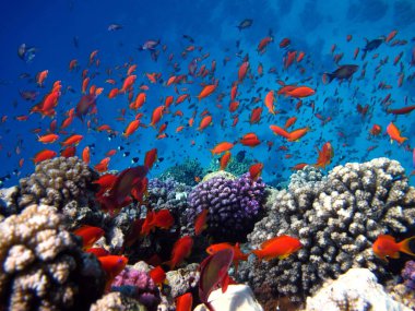 Deniz Goldie. Kızıl Deniz 'deki en yaygın antikalar. Dalgıçlar onu kocaman görüyor. .