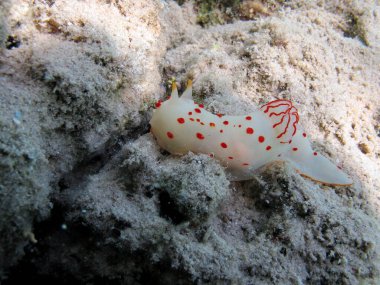Nudibranchia. Yumuşakçalar, tip yumuşakçalar. Çıplak yumuşakçalar - Nudibranchia. Kromodoriddae - Kromodorididae. Turuncu benekli yazıcı.