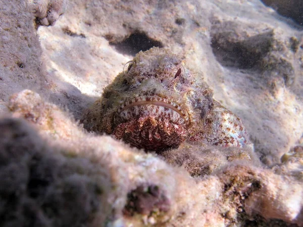 Scorpionfish Ryby Typ Ryby Kości Osteichthyes Scorpaenidae Skorpenopsis Flathead — Zdjęcie stockowe