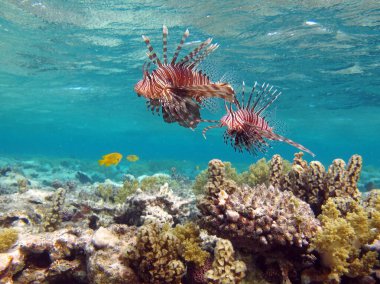 Lion Fish in the Red Sea. clipart