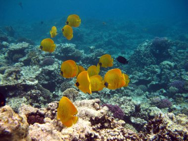 Kelebek balığı. Maskeli kelebek balığı - bu kelebek balığı 23 cm 'ye kadar büyür, genellikle çiftlerde ve bazen de küçük okullarda bulunur..